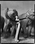 АВЕДОН, Ричард. Модель Довима ван Клиф и слоны. 1955 г. 