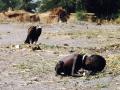 КАРТЕР, Кевин. Голод в Судане. 1993 г. 