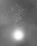 ГАРНЕТТ, Уильям. Снежные гуси в отражении солнца. Буэна-Виста, Калифорния. 1953 г. 