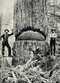 ВИЛЬС, Андерс. Лесорубы и ель Дугласа в Сиэтле. 1900 г. 