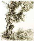 ТИХО, Анна. Оливковое дерево. 1935 г. 